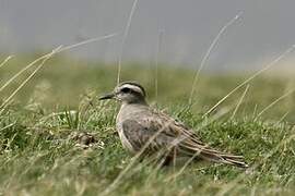 Eurasian Dotterel