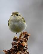 Yellow-browed Warbler