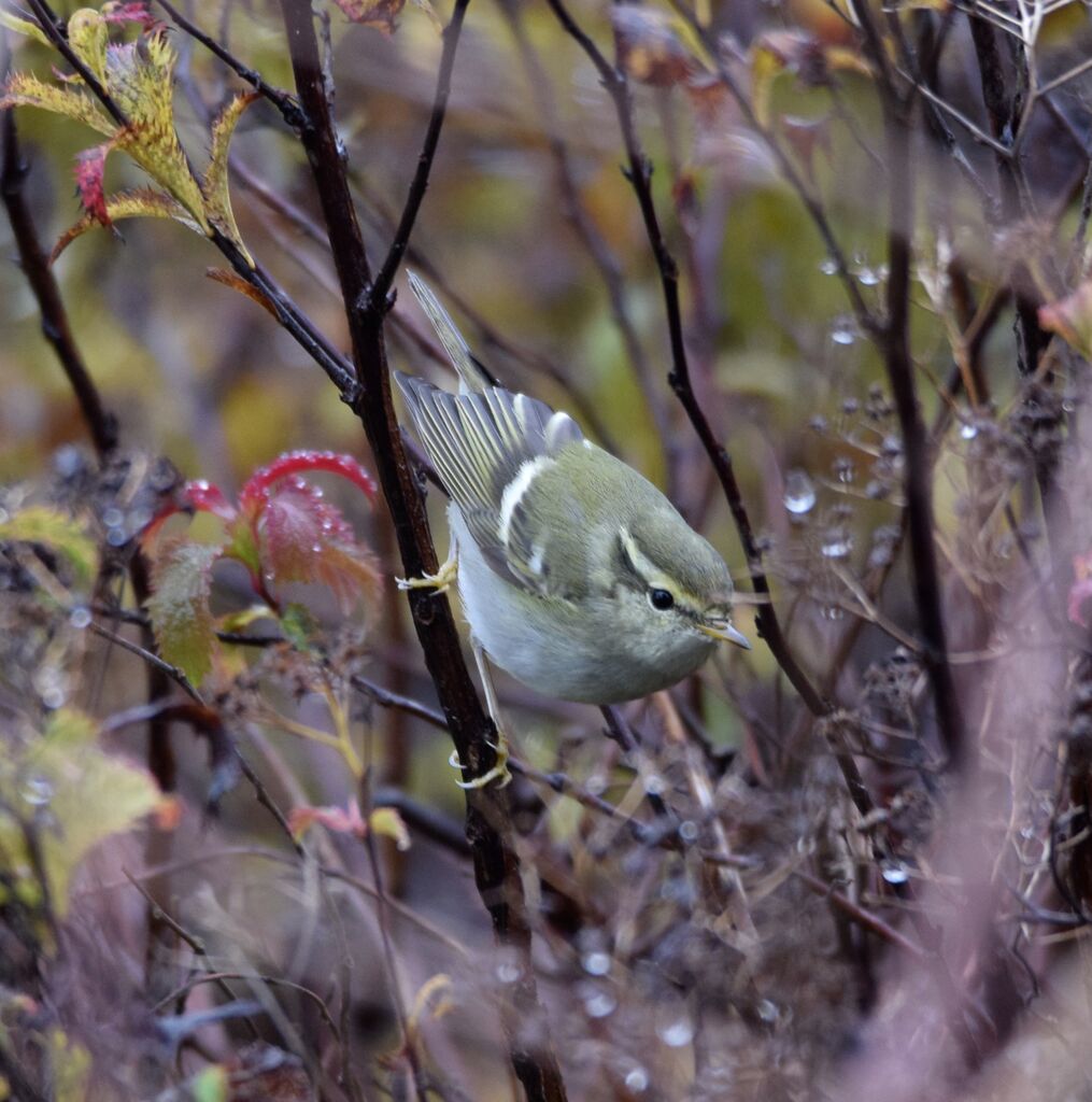 Yellow-browed Warbleradult post breeding, identification