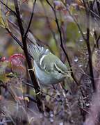 Yellow-browed Warbler