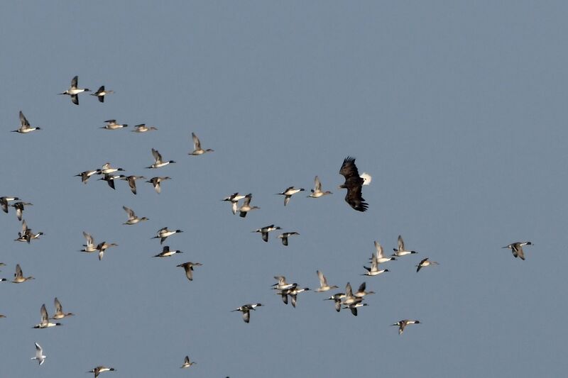 White-tailed Eagleadult post breeding, Flight, fishing/hunting