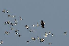 White-tailed Eagle