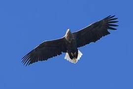 White-tailed Eagle