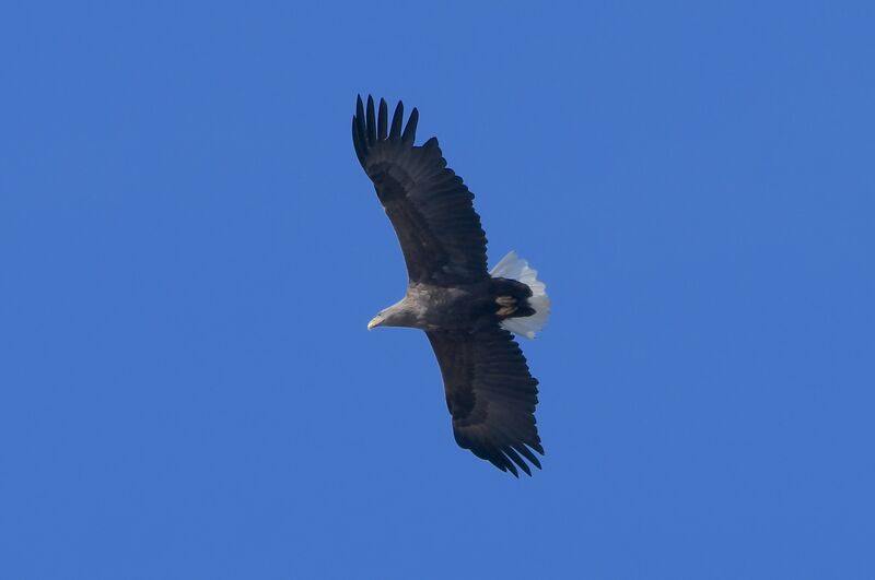 White-tailed Eagleadult breeding, Flight