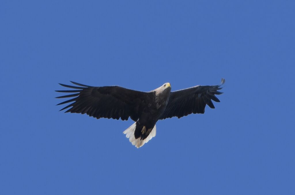 White-tailed Eagleadult breeding, pigmentation, Flight