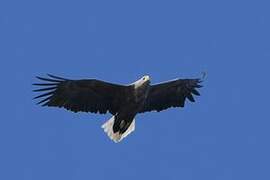 White-tailed Eagle