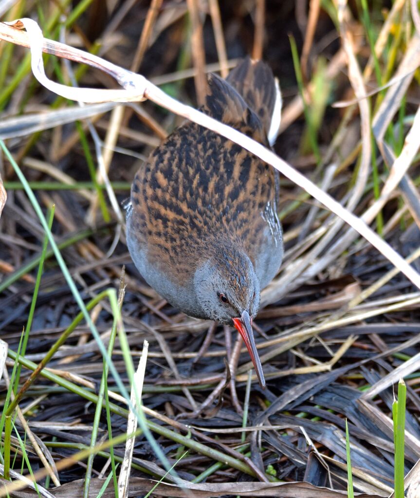 Water Railadult post breeding, identification, walking