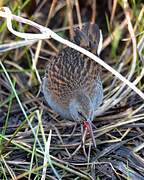 Water Rail