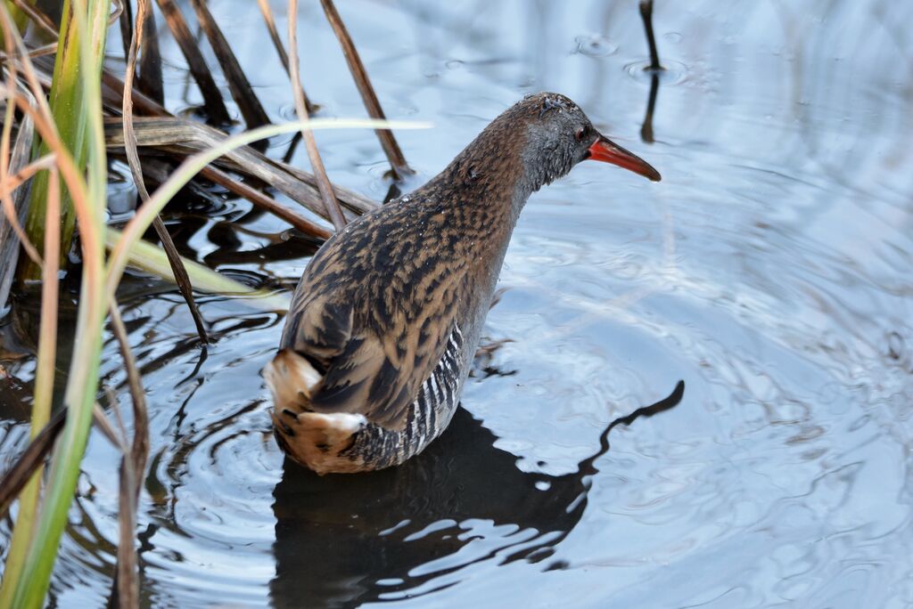 Water Railadult post breeding, identification, walking