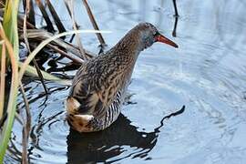 Water Rail