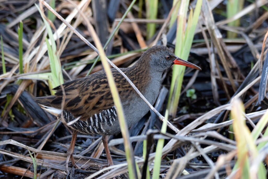 Water Railadult post breeding, identification