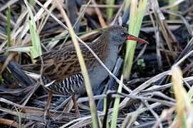 Water Rail