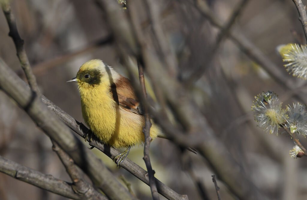 Eurasian Penduline Tit male adult breeding, identification, pigmentation