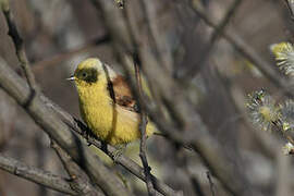 Eurasian Penduline Tit