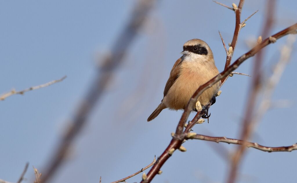 Eurasian Penduline Tit female adult post breeding, identification