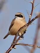 Eurasian Penduline Tit