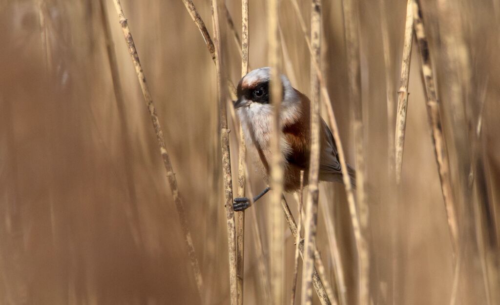 Eurasian Penduline Tit male adult, identification