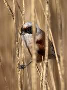 Eurasian Penduline Tit