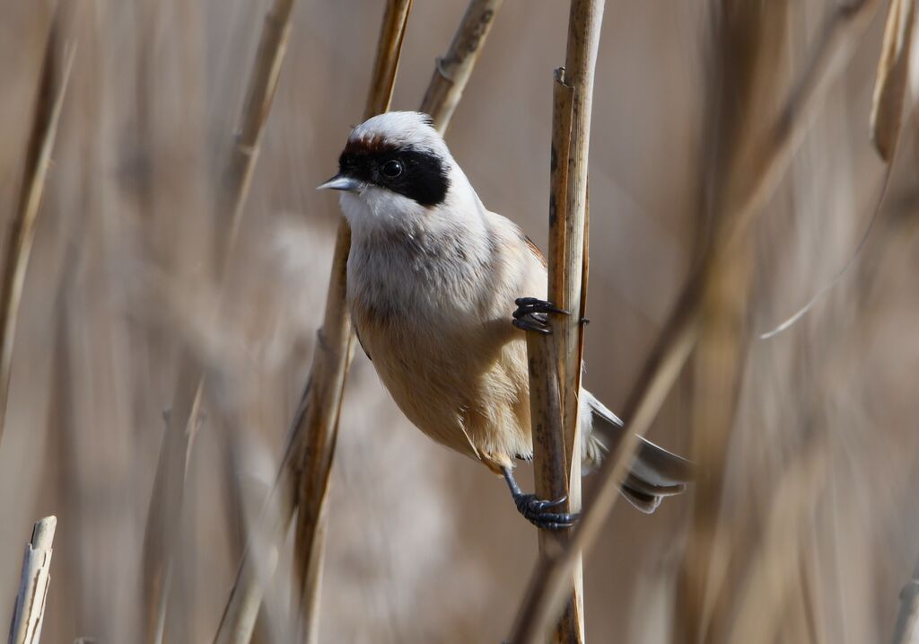 Eurasian Penduline Tit male adult post breeding, identification