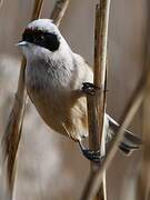 Eurasian Penduline Tit