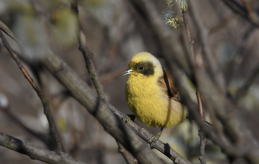 Eurasian Penduline Tit male adult breeding, pigmentation, eats