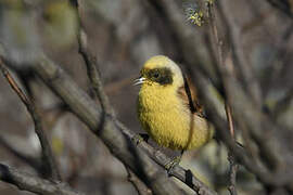 Eurasian Penduline Tit