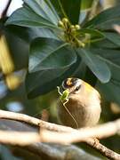 Common Firecrest