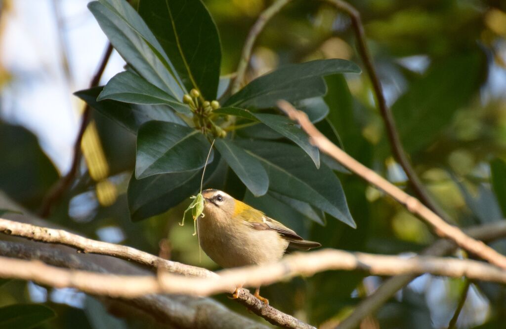 Common Firecrestadult breeding, identification, eats