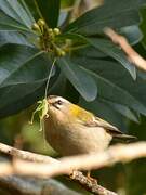 Common Firecrest