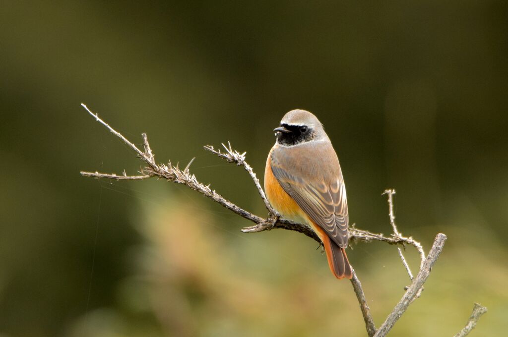 Common Redstart male adult post breeding, identification