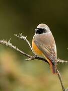 Common Redstart