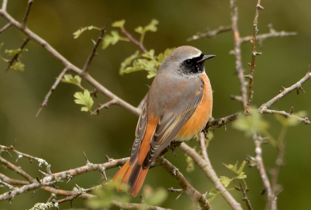 Common Redstart male adult post breeding, identification