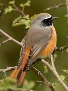 Common Redstart