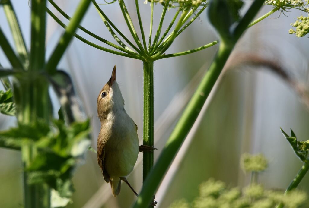 Eurasian Reed Warbleradult breeding, identification, song