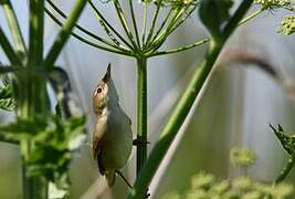 Eurasian Reed Warbler