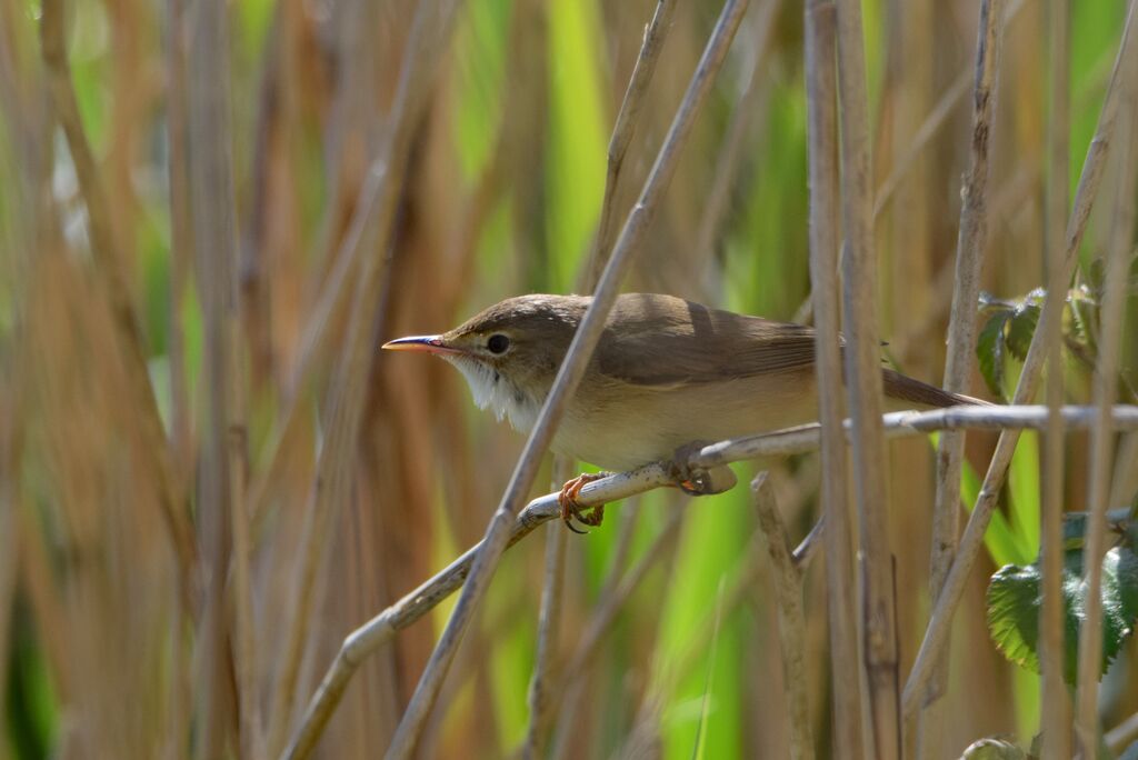 Common Reed Warbleradult breeding, identification