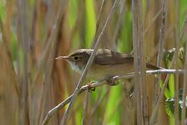 Common Reed Warbler