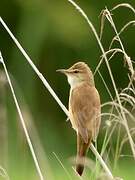 Great Reed Warbler