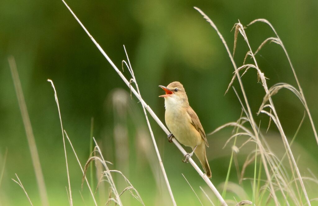 Great Reed Warbleradult breeding, identification, song