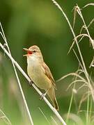 Great Reed Warbler