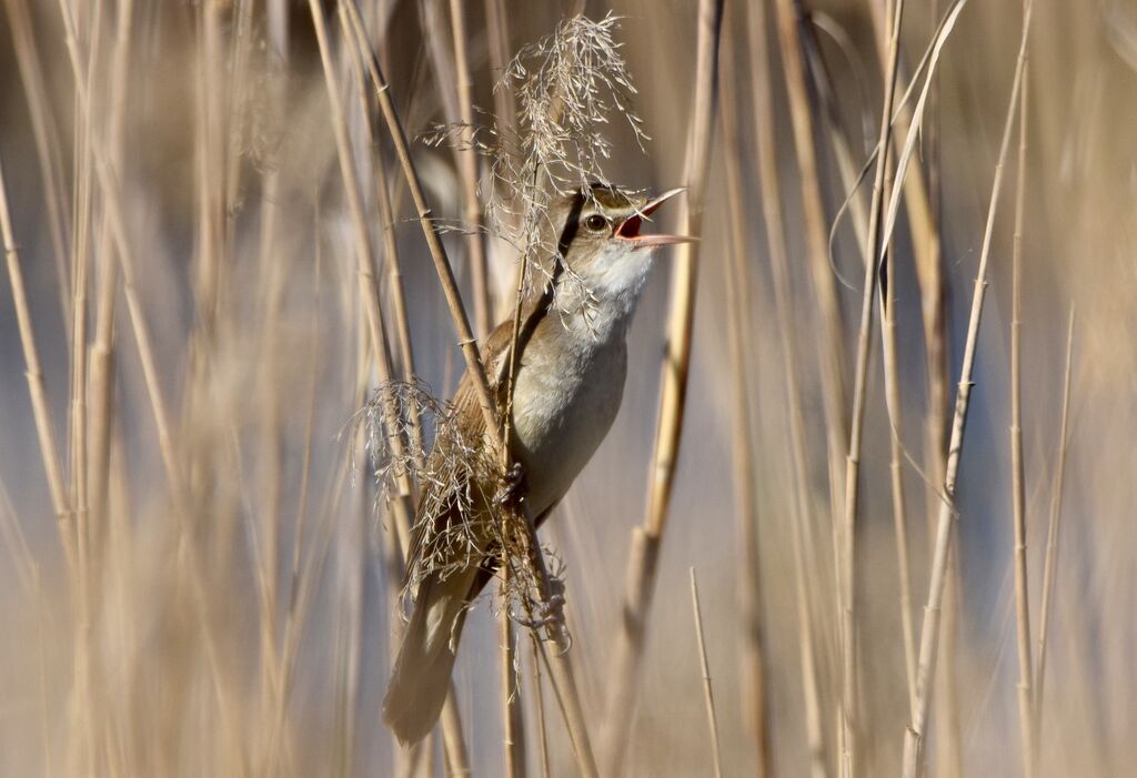 Great Reed Warbleradult breeding, song