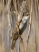 Great Reed Warbler