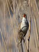 Great Reed Warbler