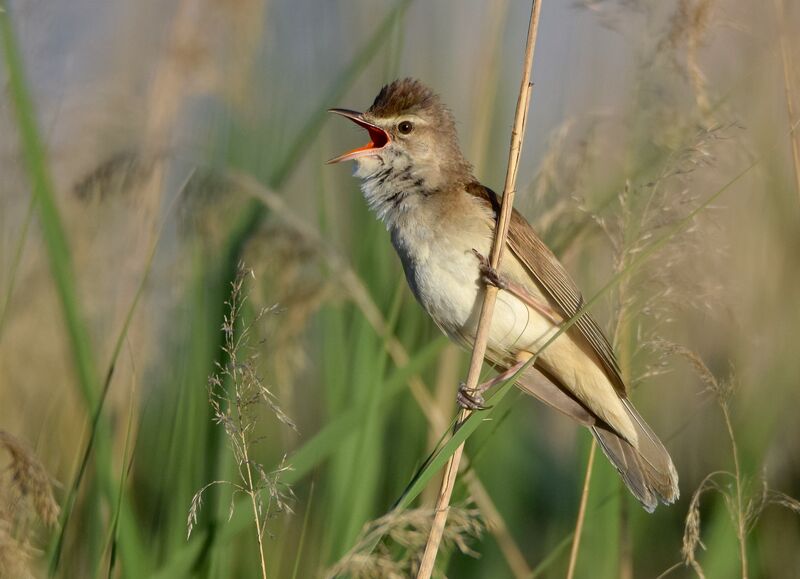 Great Reed Warbler male adult breeding, identification, song