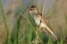 Great Reed Warbler