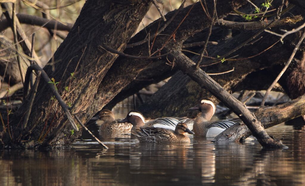 Garganeyadult breeding, swimming