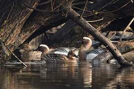 Garganey