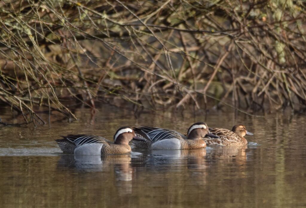 Garganeyadult breeding, swimming