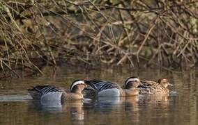 Garganey