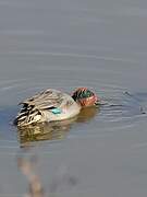 Eurasian Teal